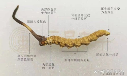 十大品牌芦荟胶囊排名-权威口碑最好的芦荟胶囊平台,分享专业什么牌芦荟胶囊效果好知识_什么牌子芦荟养颜胶囊好网